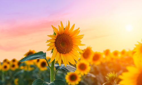 Benefits of Sunflower Oil in Skincare in 2023
